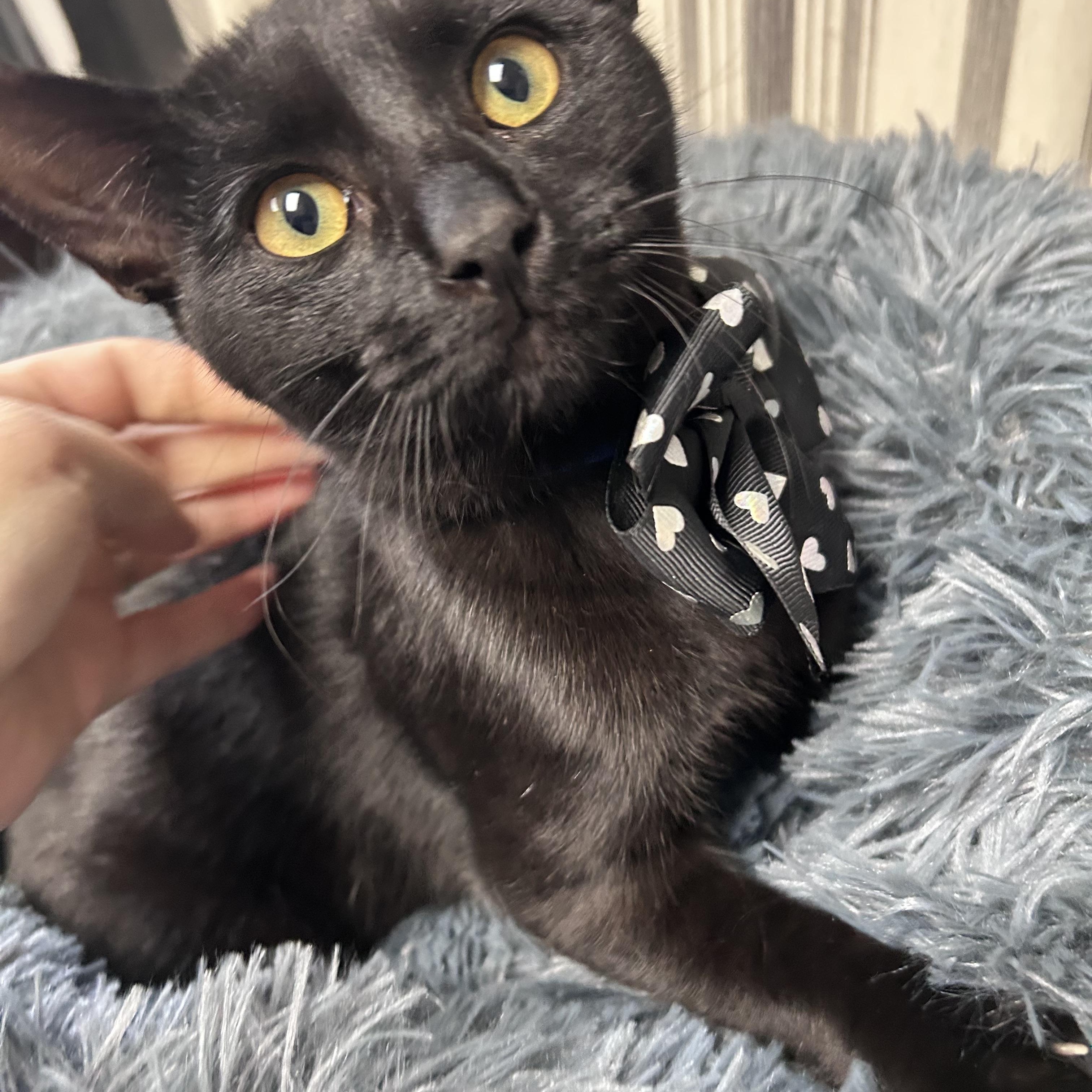 Enlarge Draco, an adopted Domestic Short Hair in Greensboro, NC image 1/6