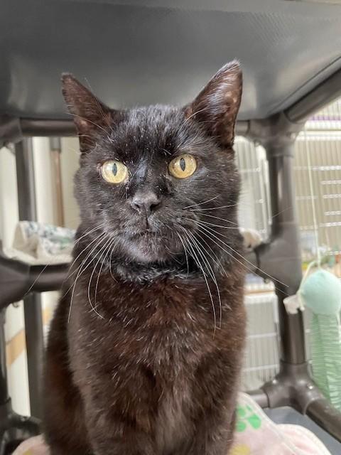 Simon, ADOPTABLE, Adult Male Domestic Short Hair.