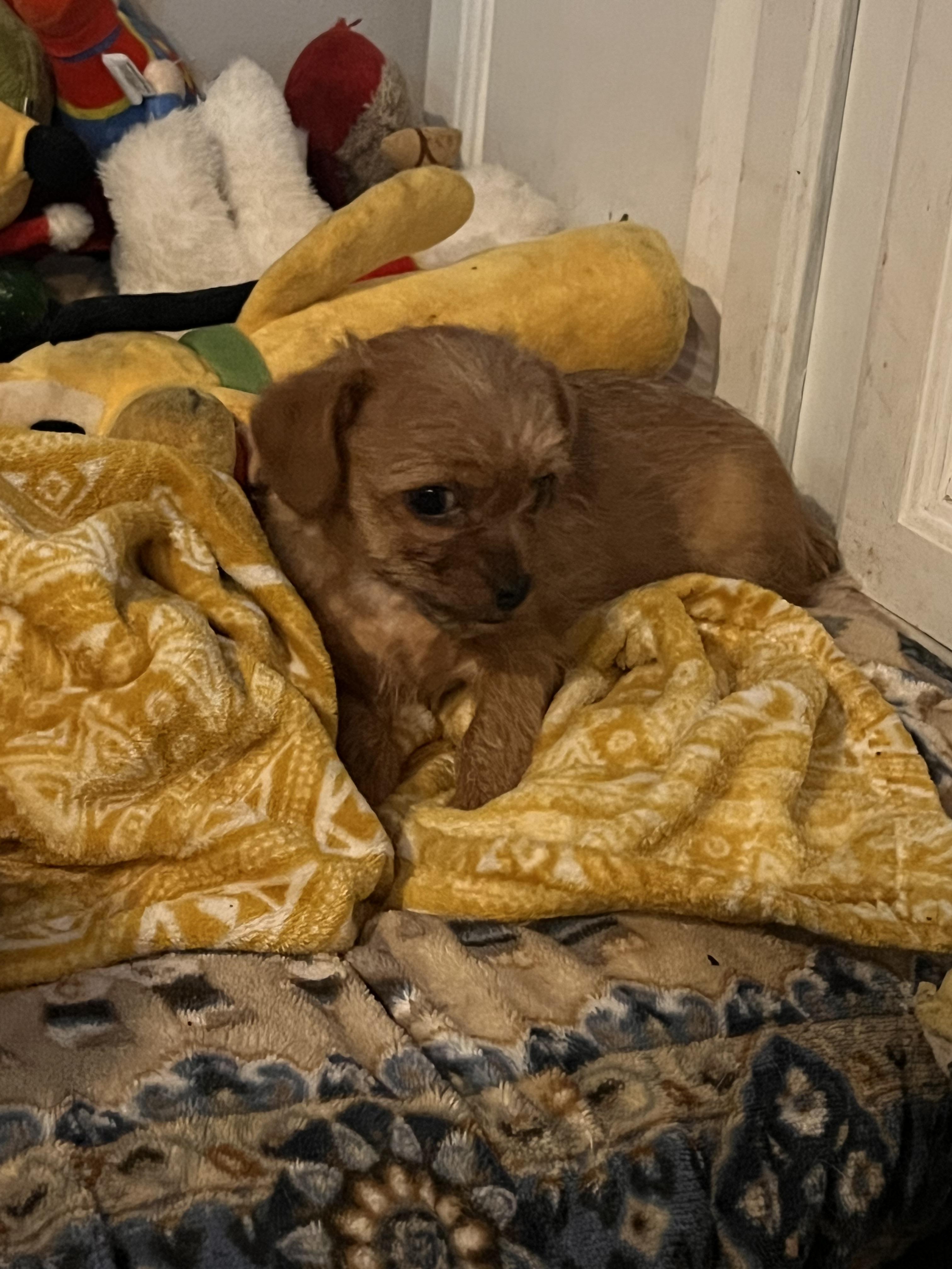 Enlarge Cupid, a ADOPTABLE mixed breed in Byron, IL image 5/6