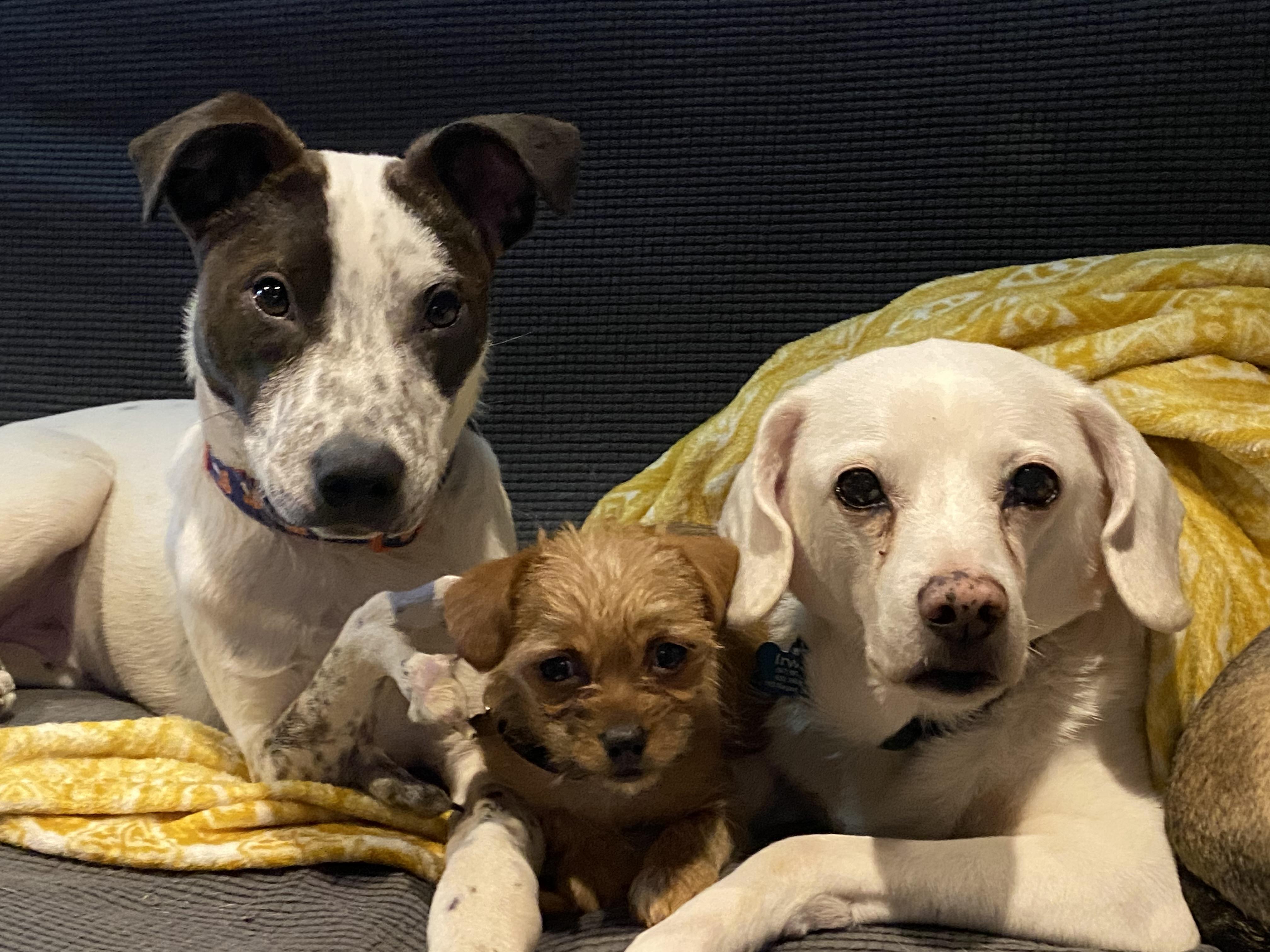 Enlarge Cupid, a ADOPTABLE mixed breed in Byron, IL image 6/6