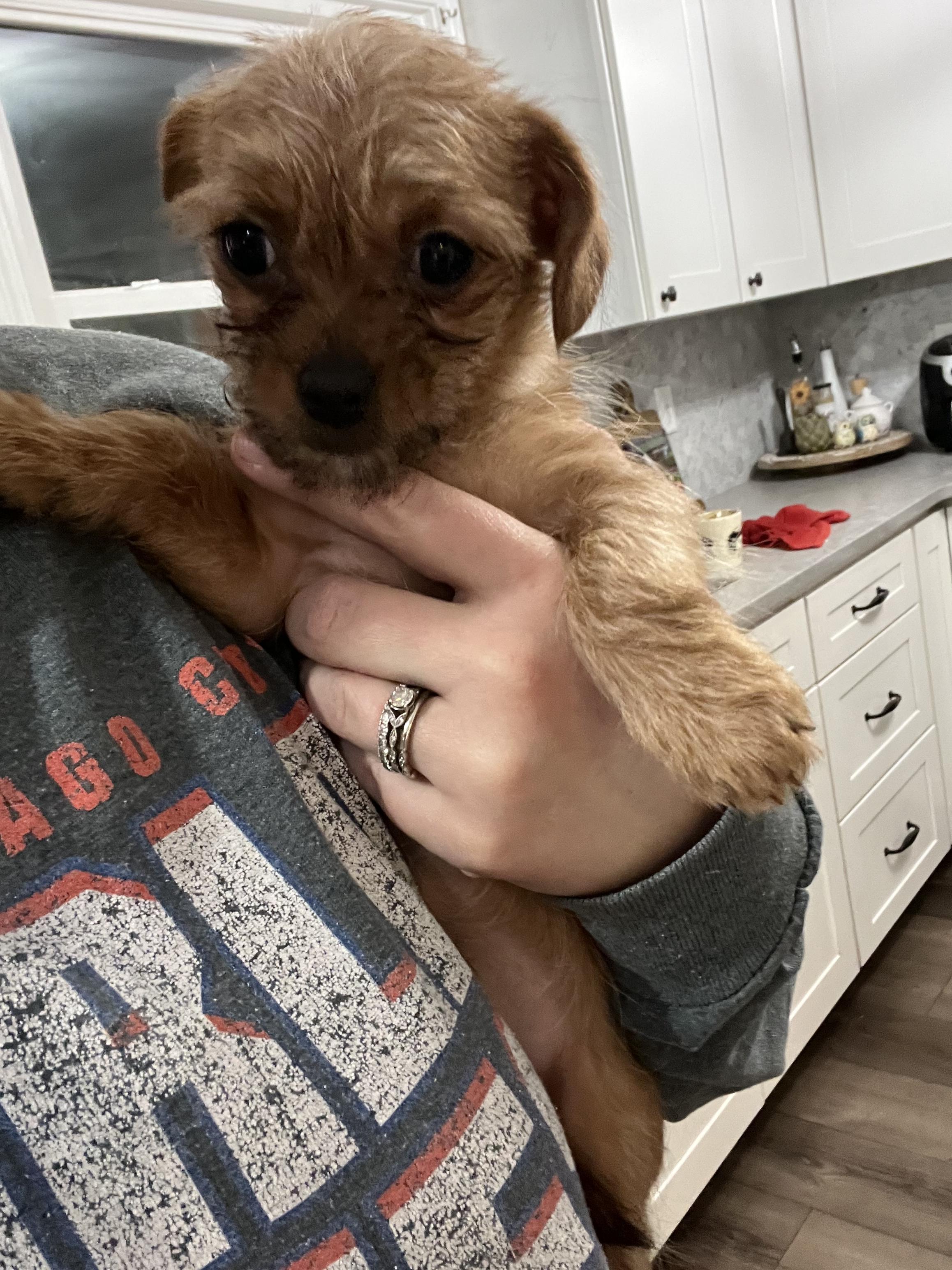 Cupid, ADOPTABLE, Puppy Male Yorkshire Terrier.