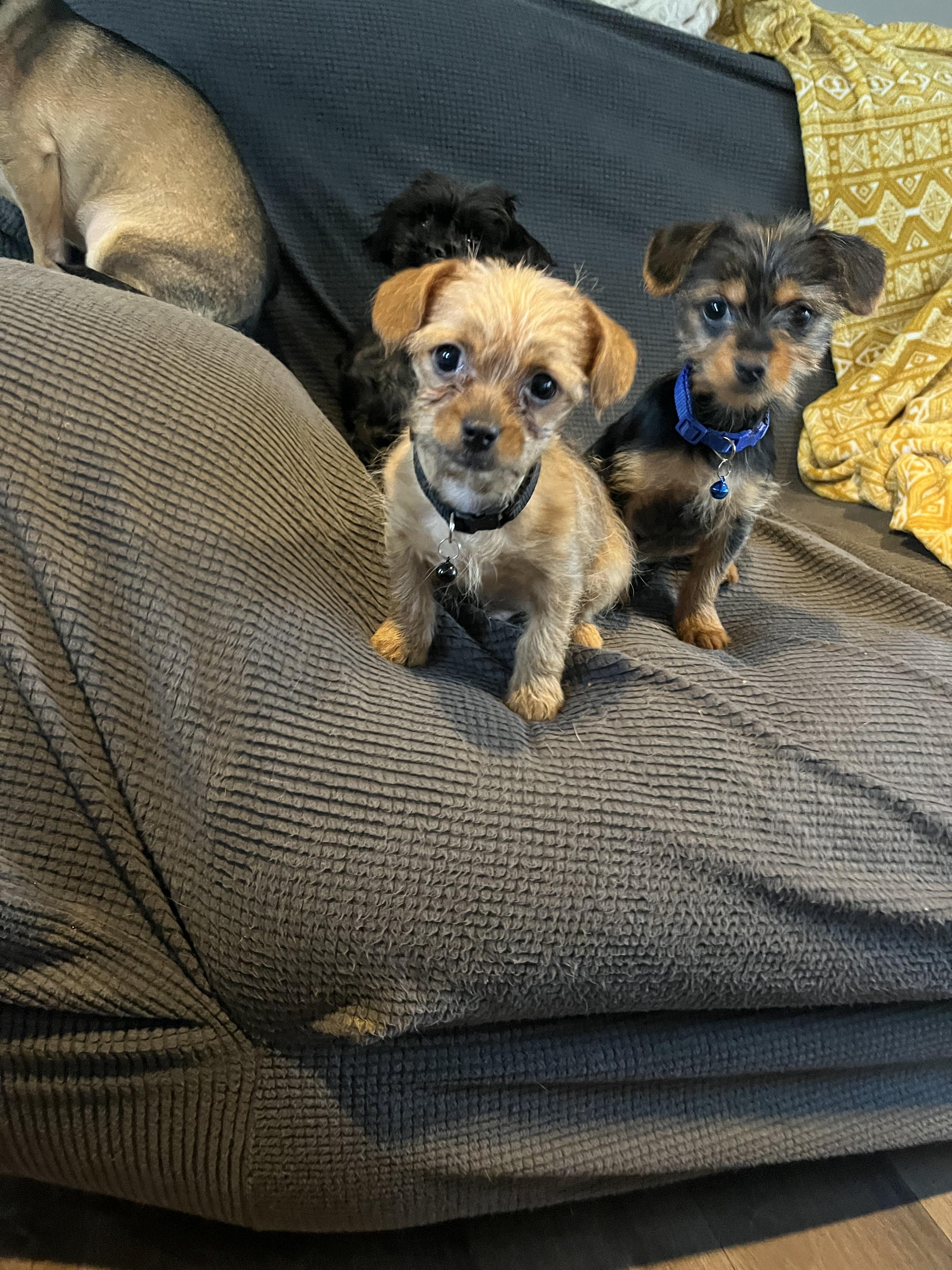 Enlarge Cupid, a ADOPTABLE mixed breed in Byron, IL image 2/6