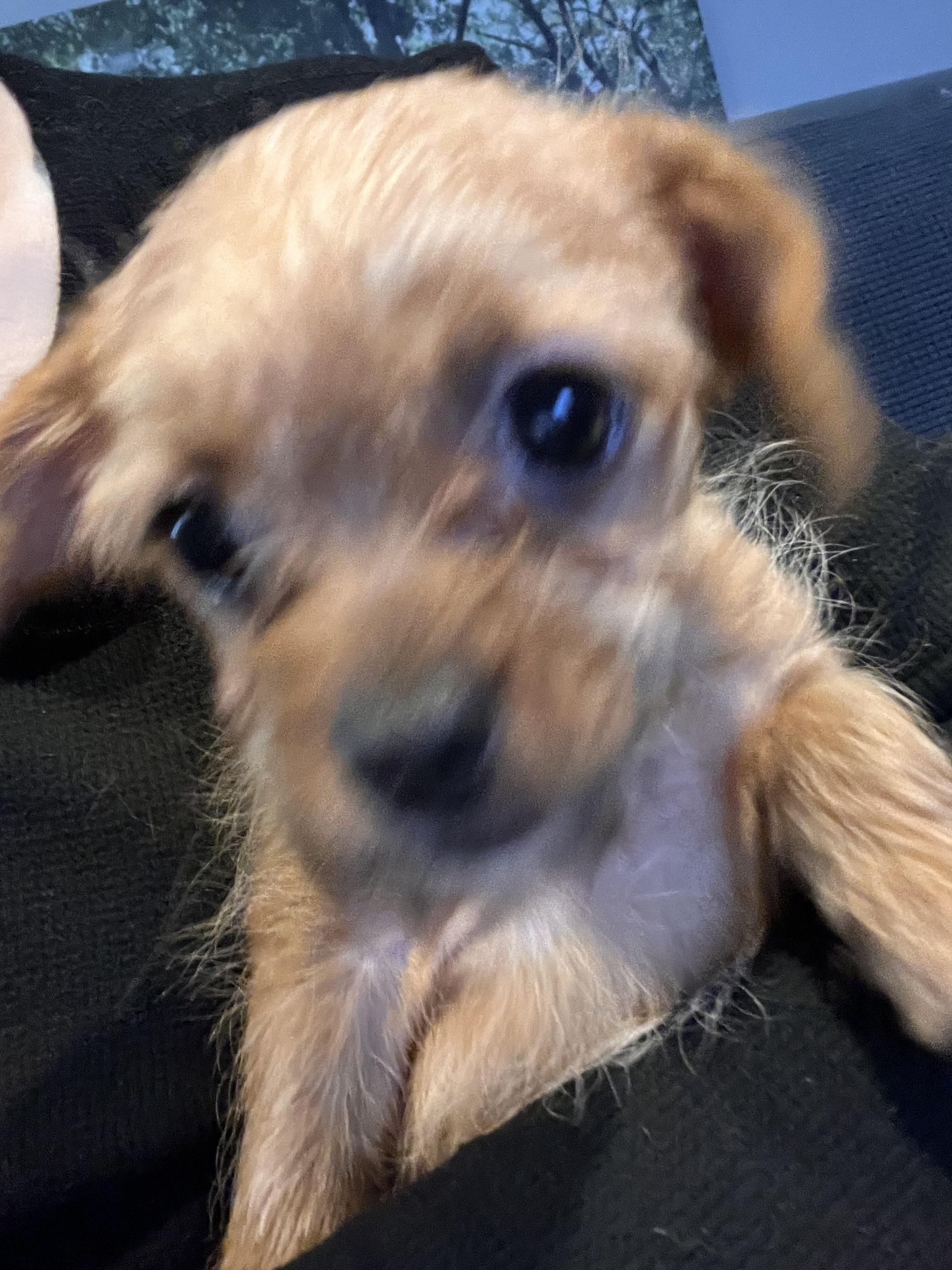 Enlarge Cupid, a ADOPTABLE mixed breed in Byron, IL image 3/6