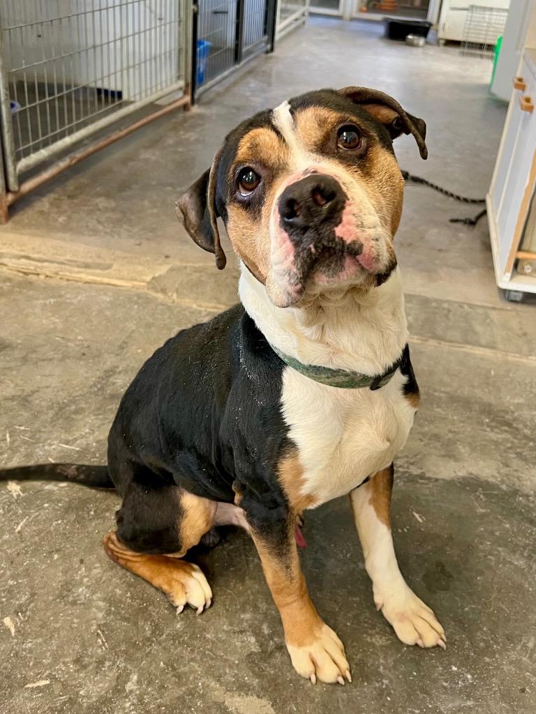 Enlarge Joker, a Adoptable mixed breed in Saint James, MN image 1/1