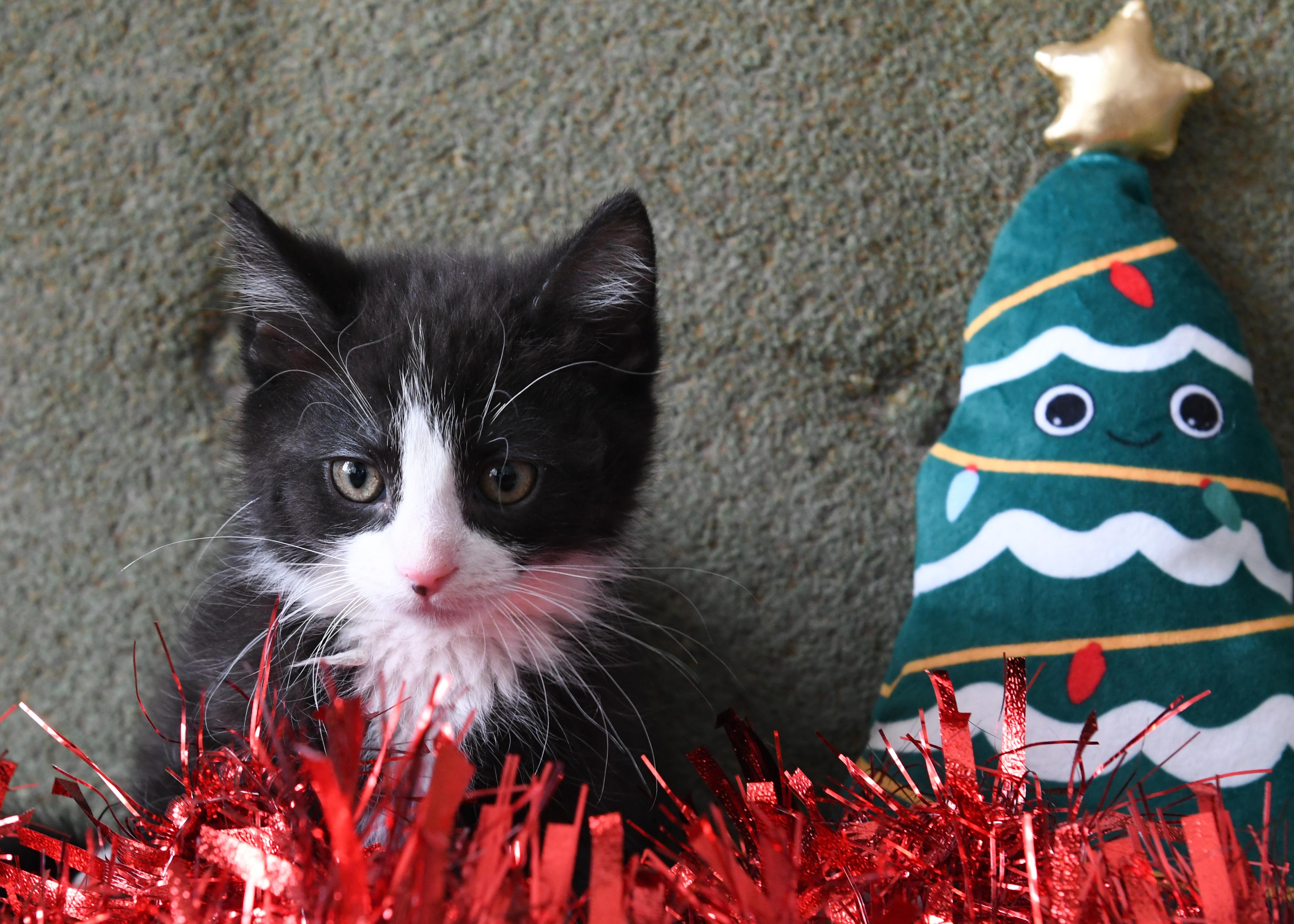 Enlarge Petunia, an adopted Domestic Medium Hair in Port Washington, WI image 2/3