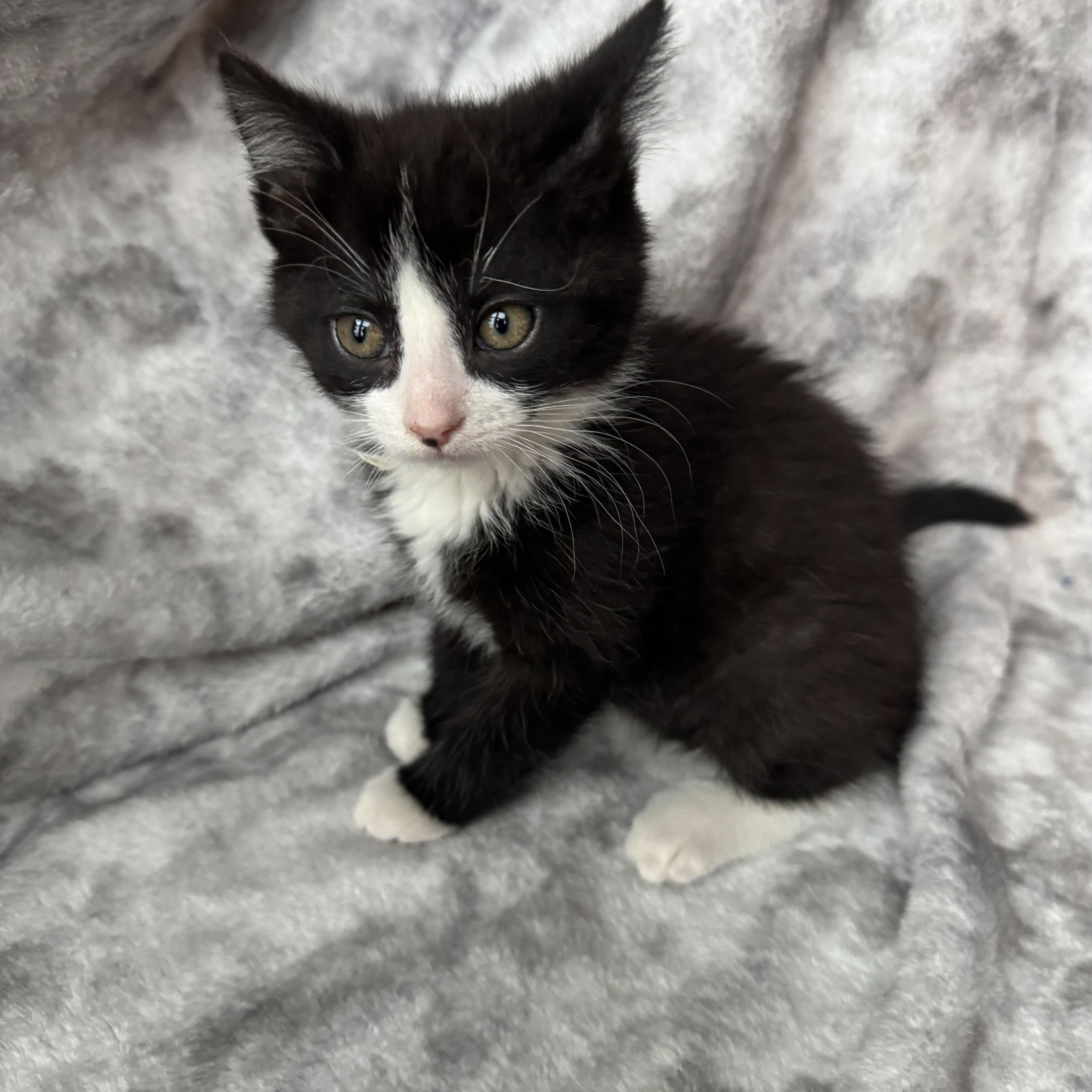 Petunia, ADOPTABLE, Kitten Female Domestic Medium Hair.