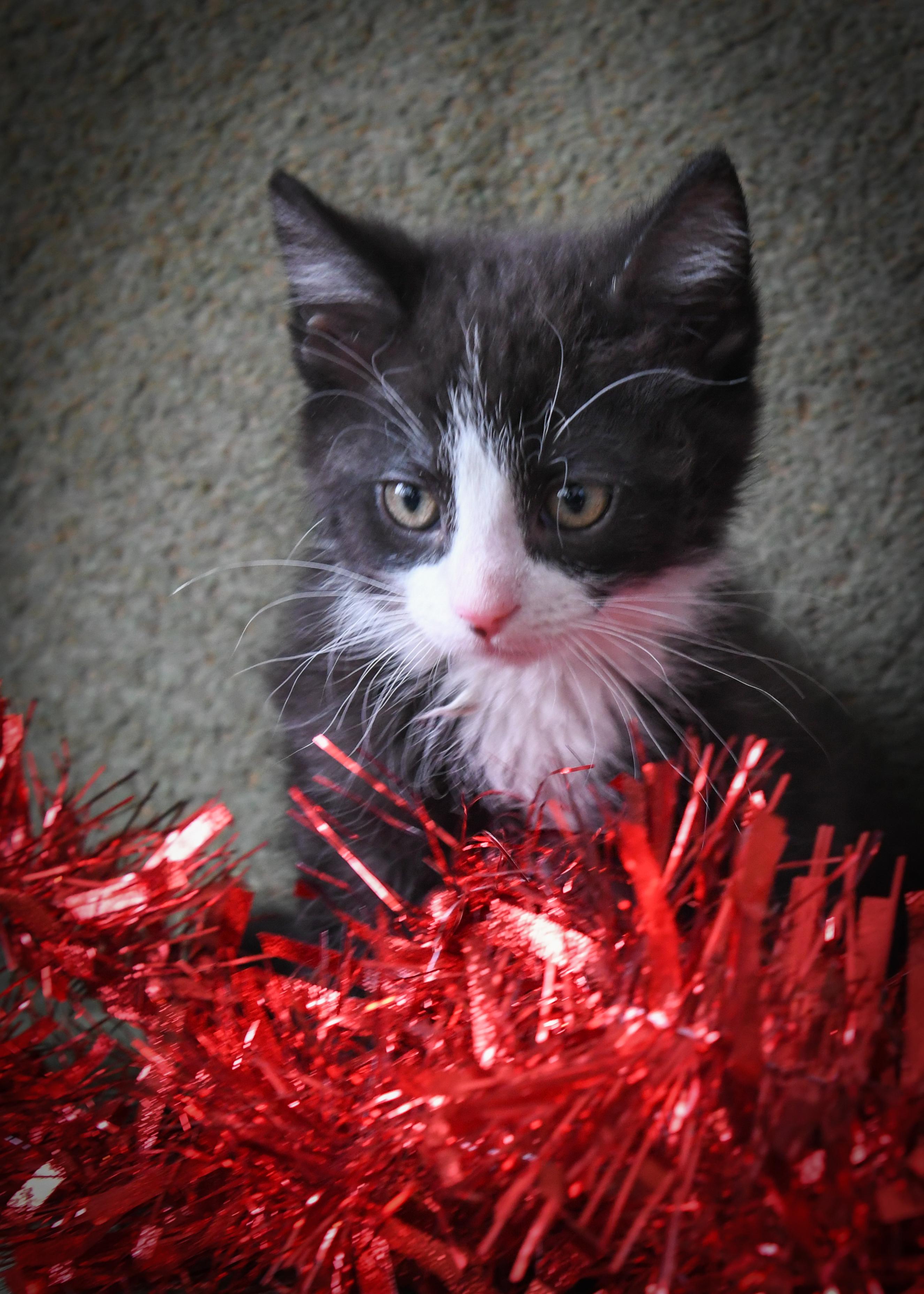 Petunia, adopted, Kitten Female Domestic Medium Hair.