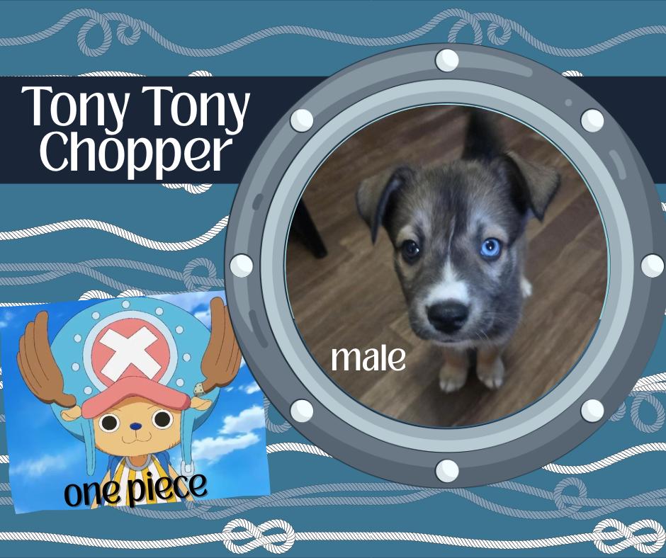 One Piece Litter - Tony Tony Chopper, Adoptable, Puppy Male Mixed Breed.