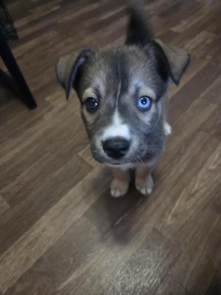 Enlarge One Piece Litter - Tony Tony Chopper, a Adoptable mixed breed in Columbus, OH image 2/6