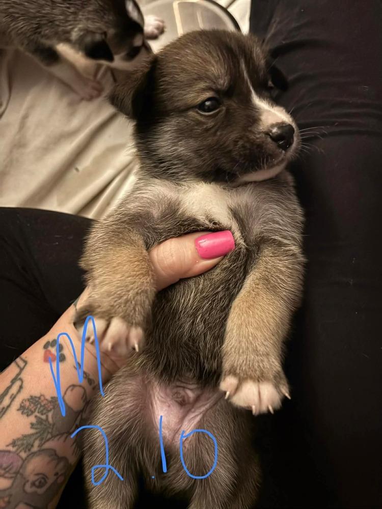 One Piece Litter  thumbnail 2