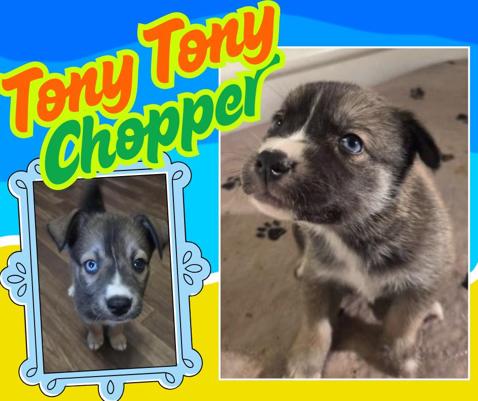 Enlarge One Piece Litter - Tony Tony Chopper, a Adoptable mixed breed in Columbus, OH image 4/6