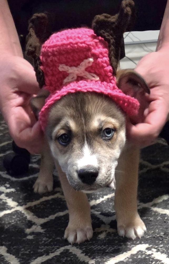 Enlarge One Piece Litter - Tony Tony Chopper, a Adoptable mixed breed in Columbus, OH image 5/6