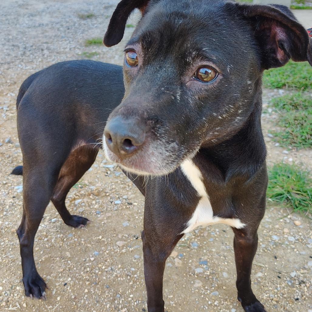 Enlarge Speedy 7026, a Adoptable Mixed Breed in LOXAHATCHEE, FL image 1/2