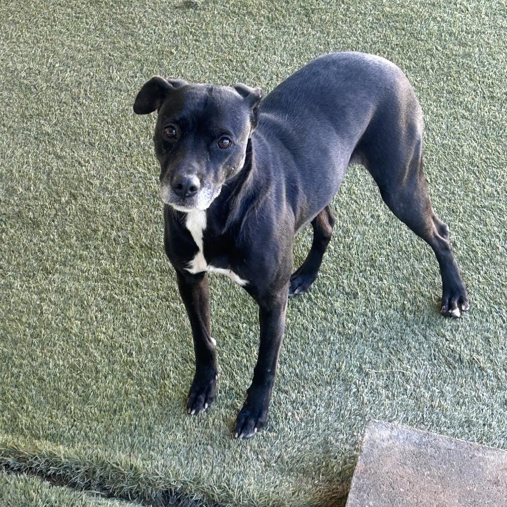 Enlarge Speedy 7026, a Adoptable Mixed Breed in LOXAHATCHEE, FL image 2/2