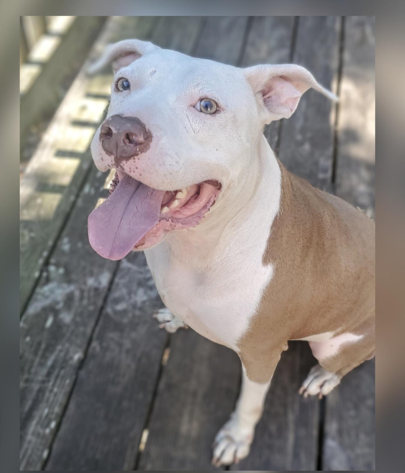 Enlarge Marley, a Adoptable Pit Bull Terrier in Fayetteville , NC image 5/6