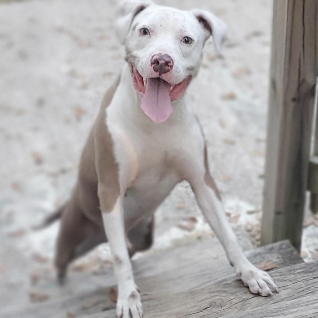 Enlarge Marley, a Adoptable Pit Bull Terrier in Fayetteville , NC image 2/6