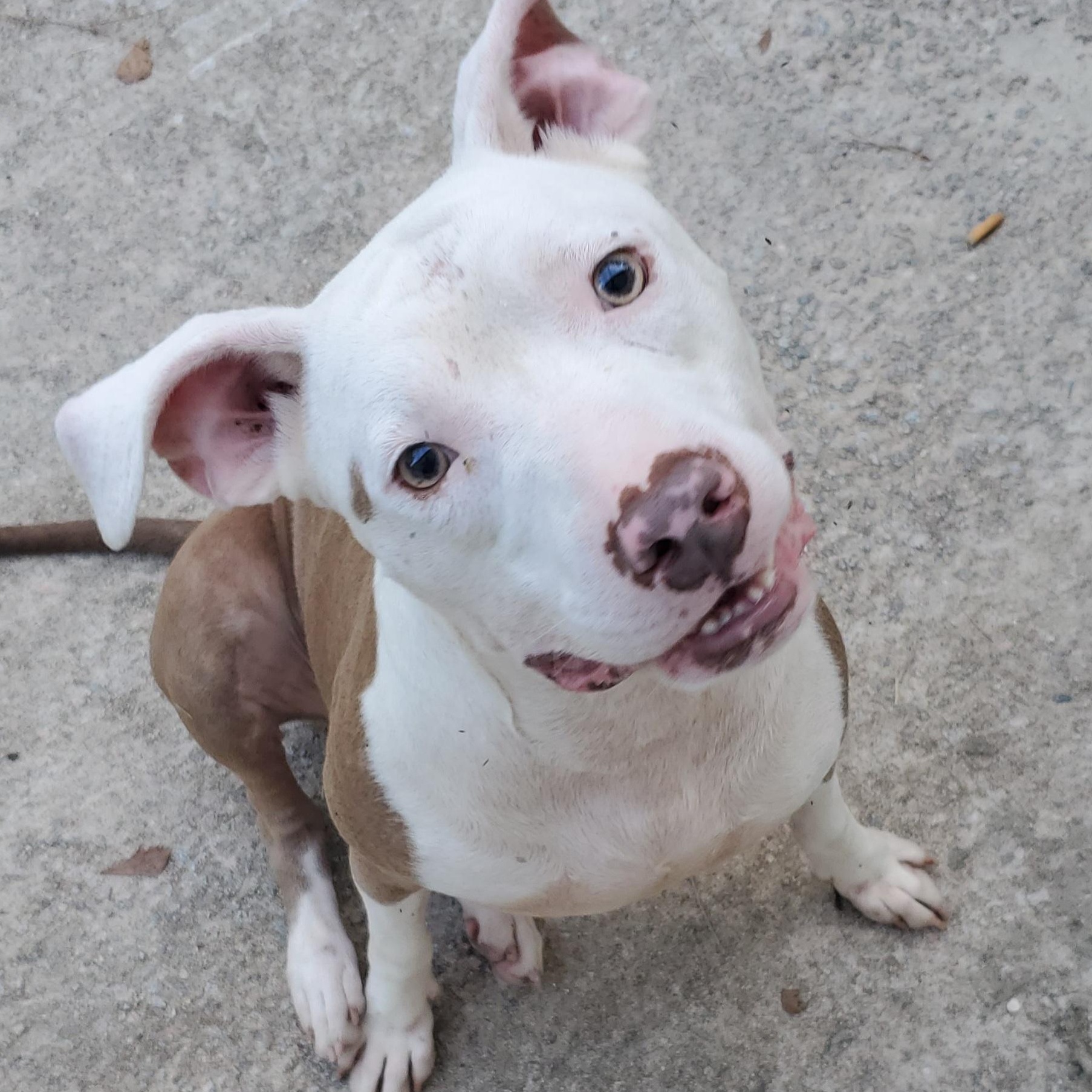 Enlarge Marley, a Adoptable Pit Bull Terrier in Fayetteville , NC image 3/6