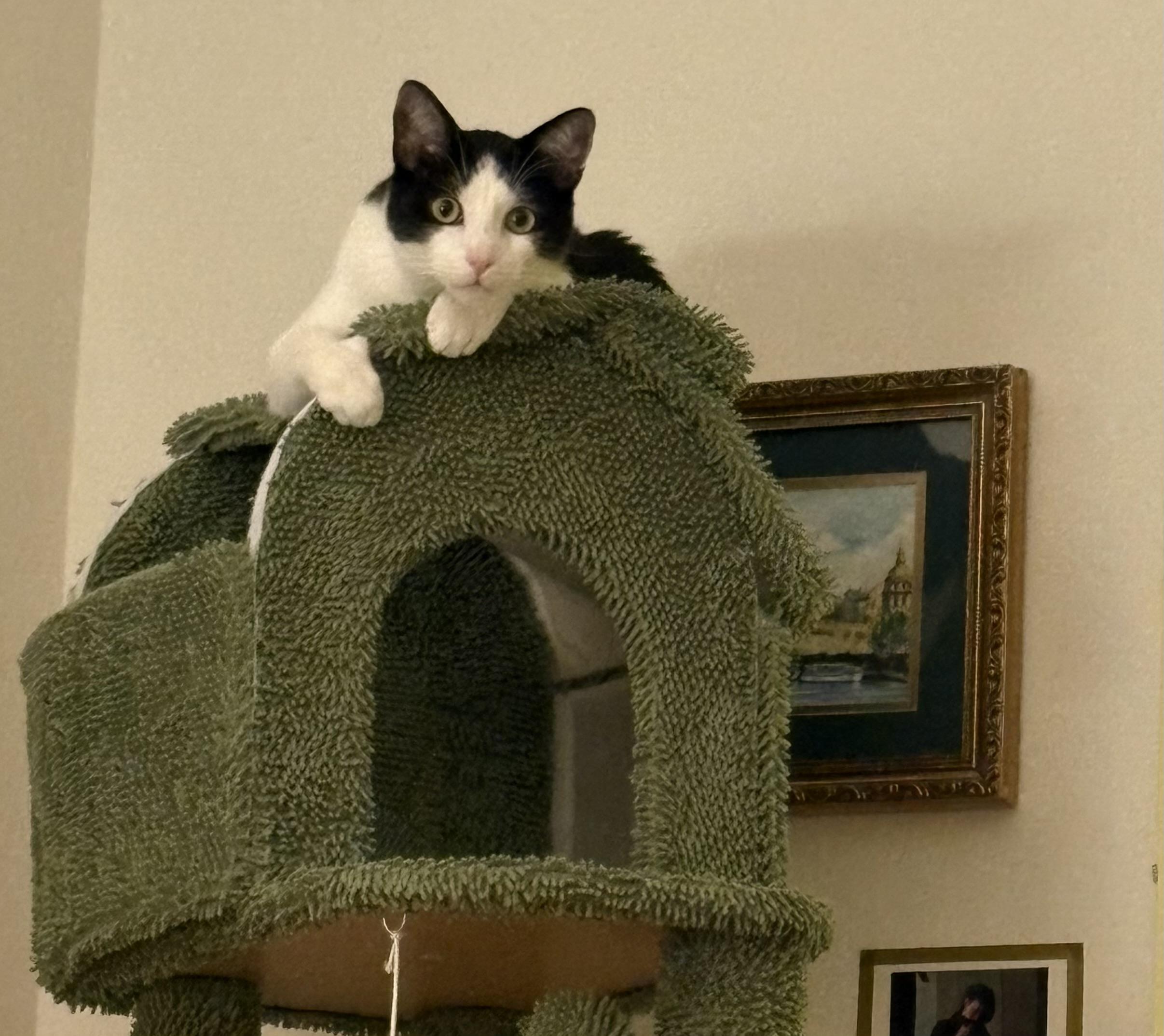 Enlarge Leo, a Adoptable mixed breed in El Segundo, CA image 2/4