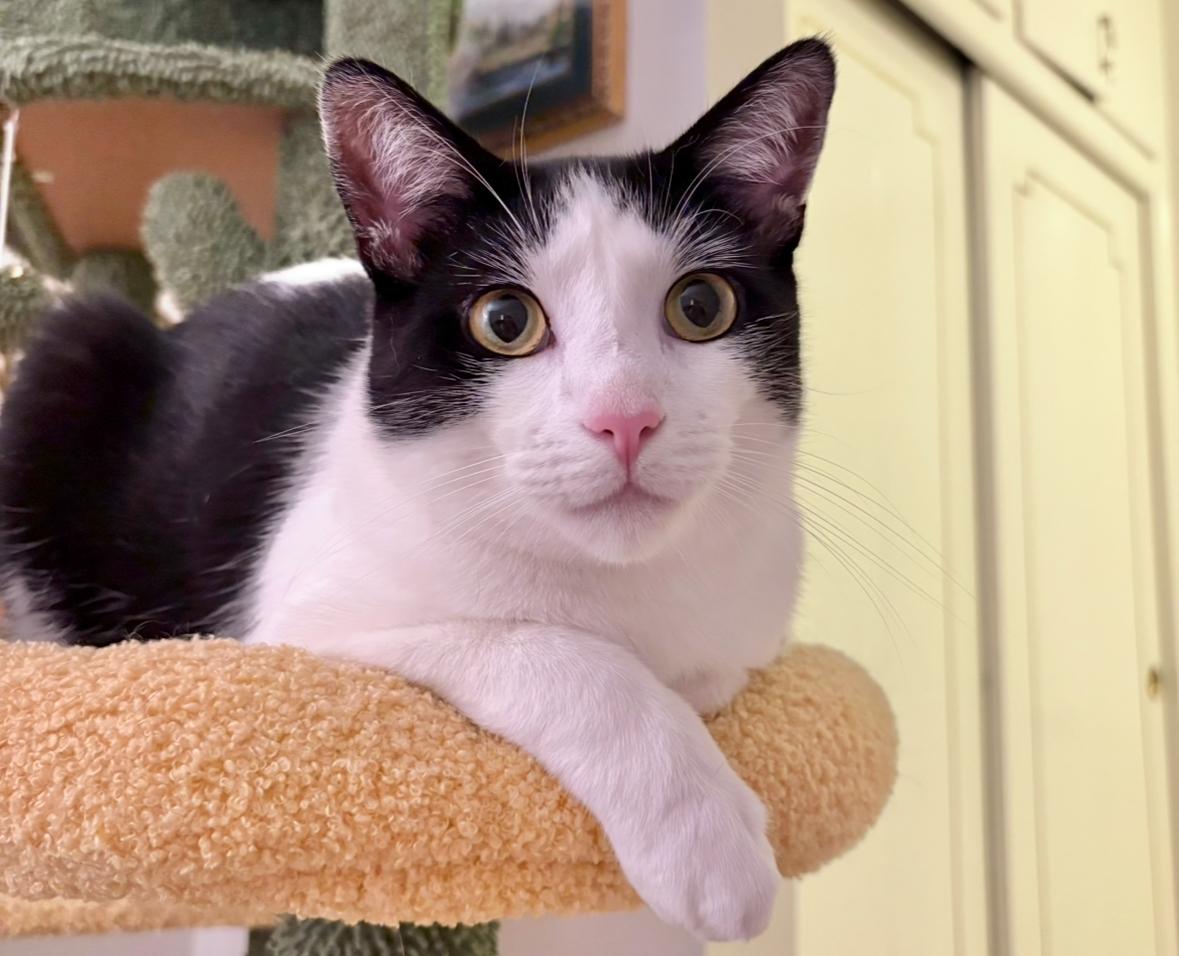 Leo, Adoptable, Adult Male Domestic Short Hair.