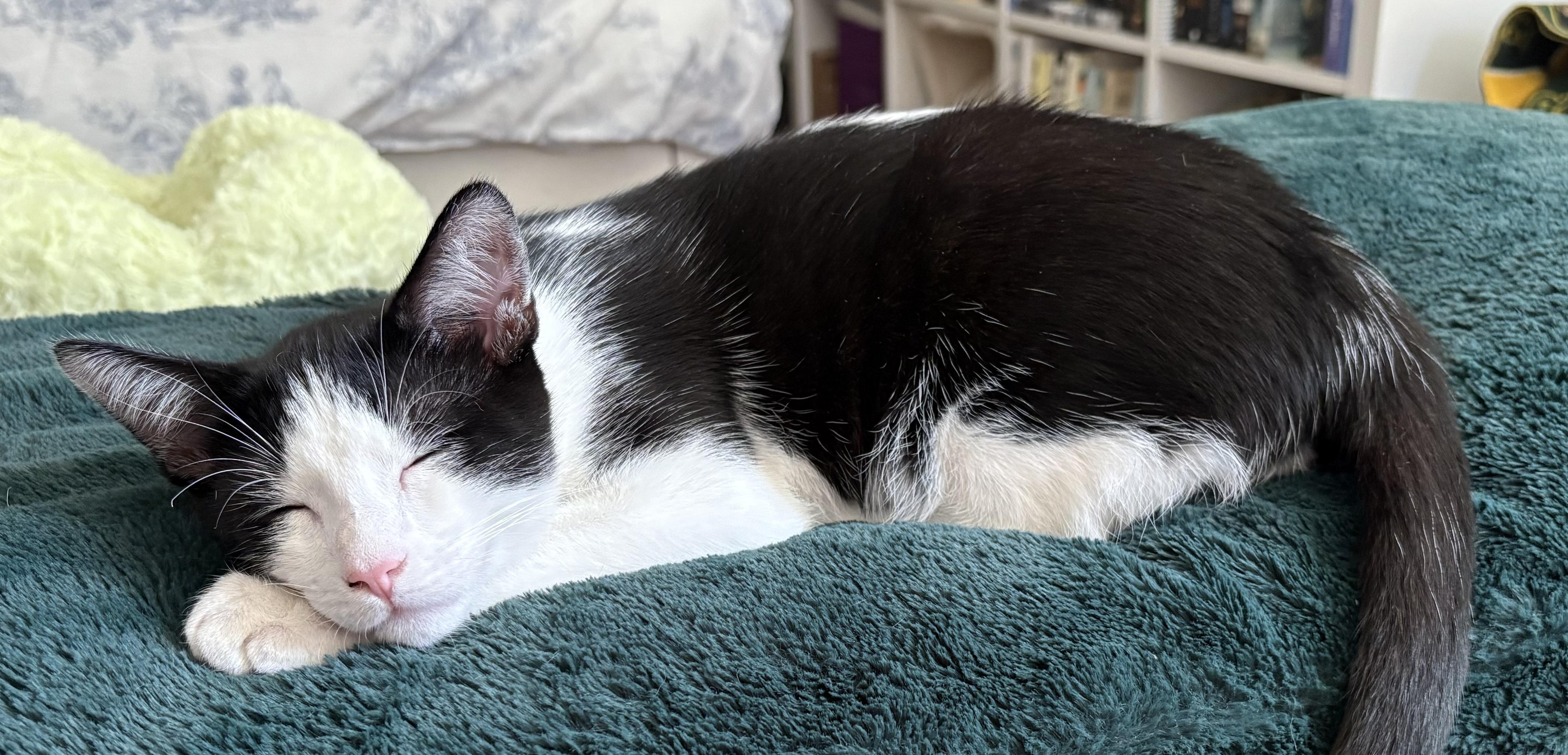 Enlarge Leo, a Adoptable mixed breed in El Segundo, CA image 3/4