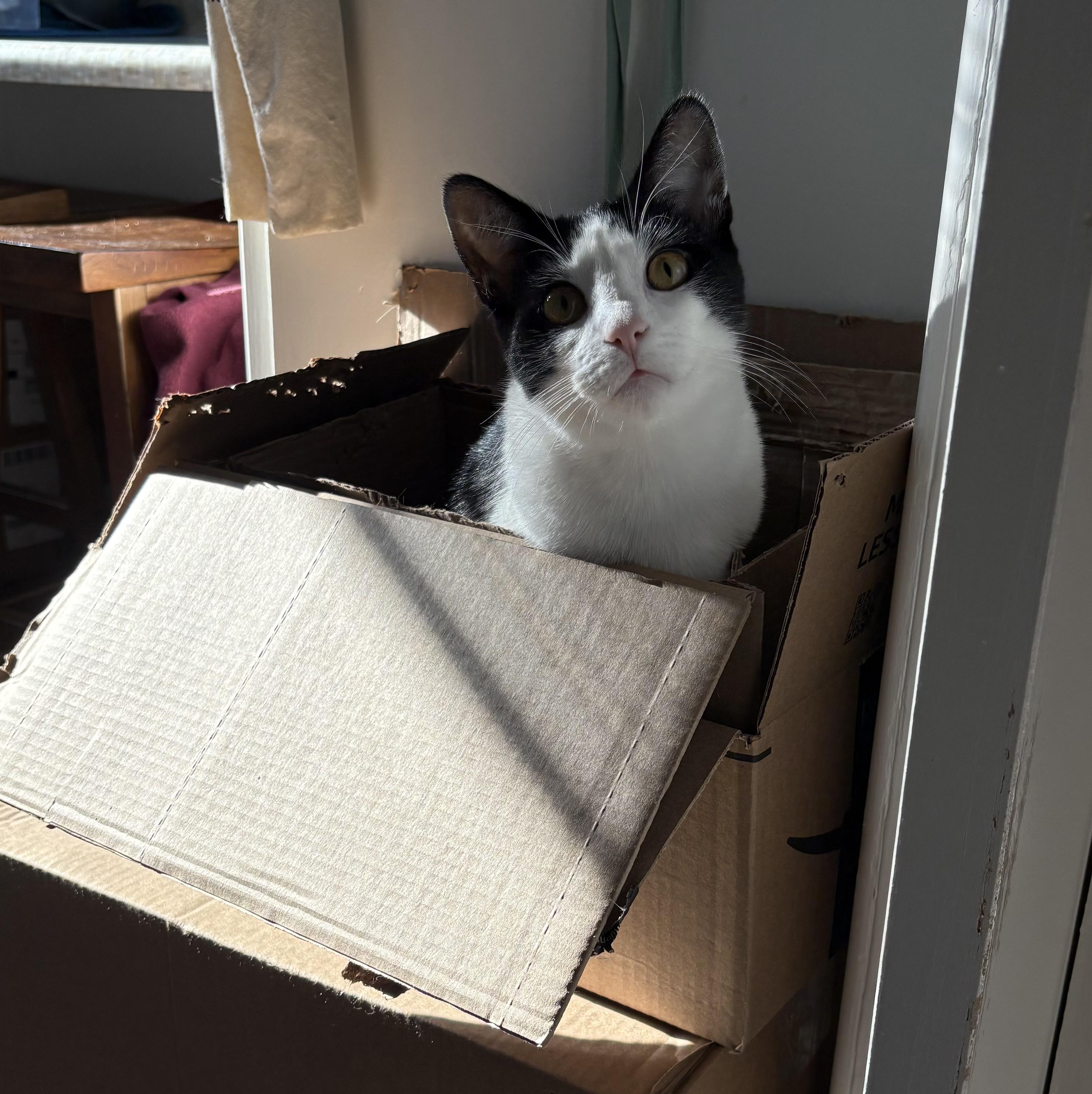 Enlarge Leo, a Adoptable mixed breed in El Segundo, CA image 4/4