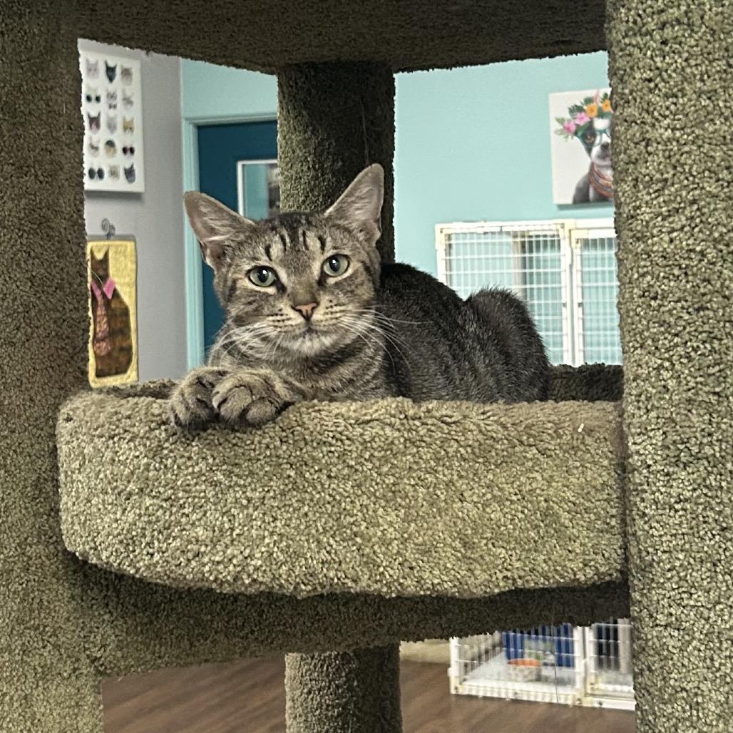 Little Miss Sunshine, Adoptable, Adult Female Domestic Short Hair.