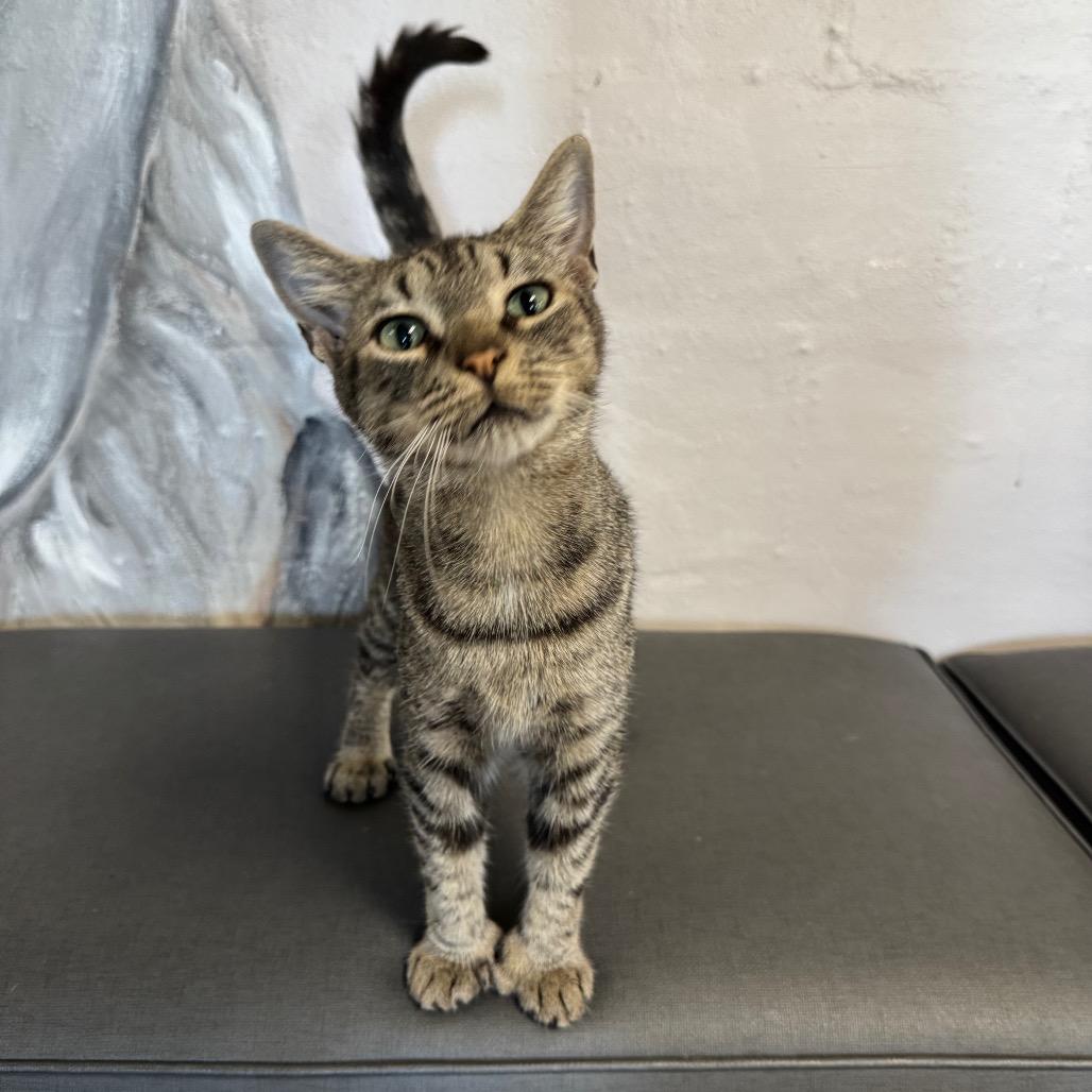 Little Miss Sunshine, a Adoptable Domestic Short Hair in Port Richey, FL image 2/6