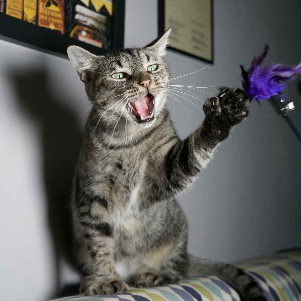 Little Miss Sunshine, a Adoptable Domestic Short Hair in Port Richey, FL image 3/6
