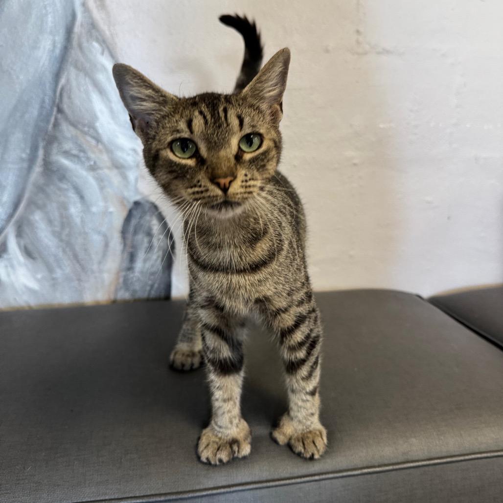 Little Miss Sunshine, a Adoptable Domestic Short Hair in Port Richey, FL image 4/6