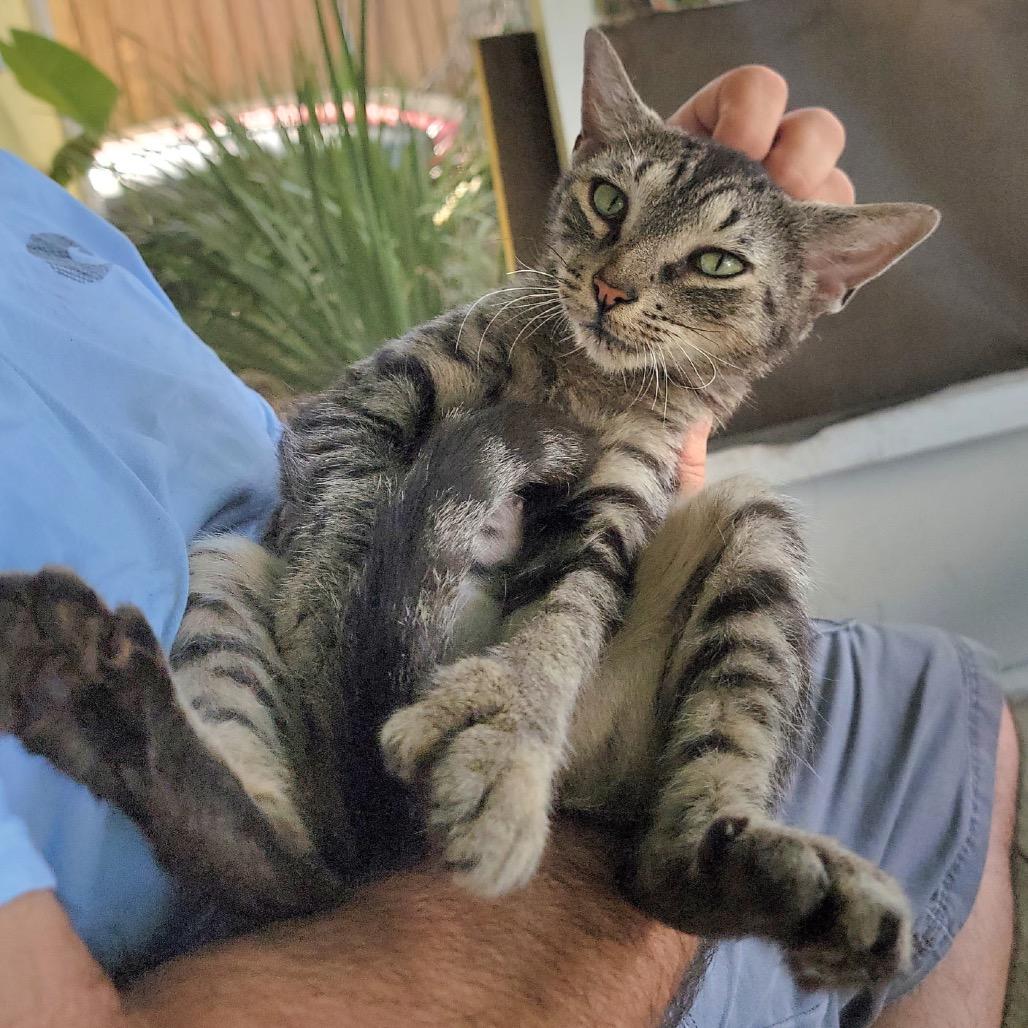Little Miss Sunshine, a Adoptable Domestic Short Hair in Port Richey, FL image 5/6