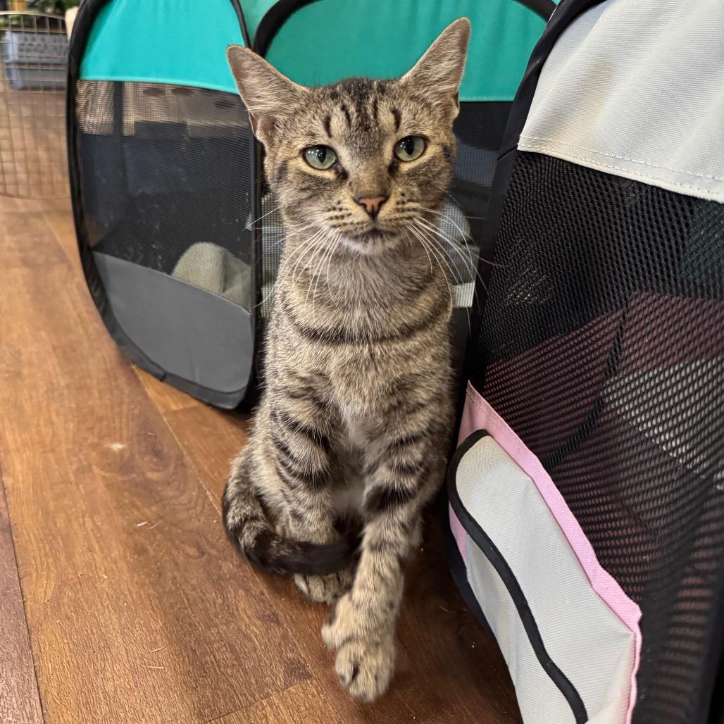 Little Miss Sunshine, a Adoptable Domestic Short Hair in Port Richey, FL image 6/6