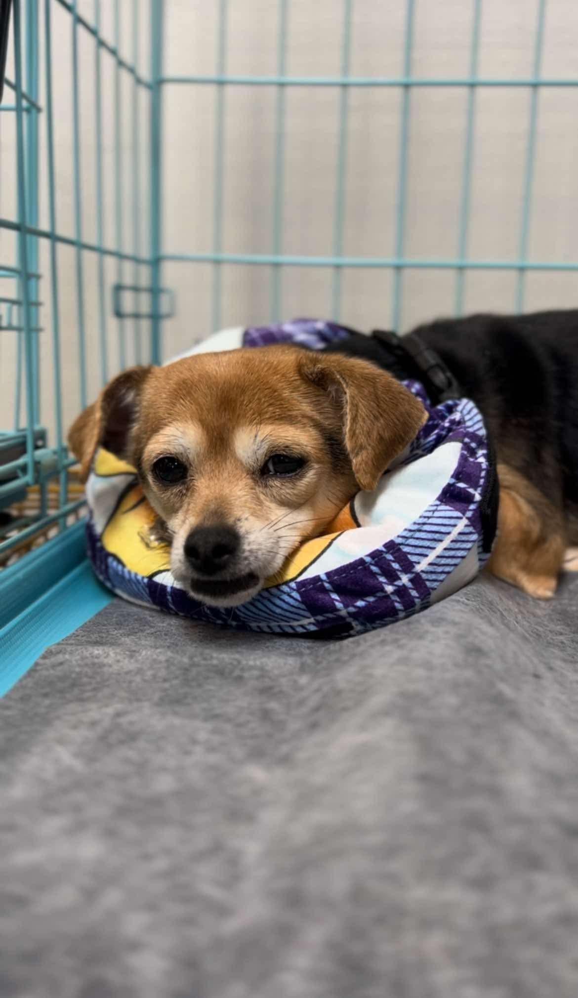 Miss Bonita, adopted, Young Female Chihuahua.