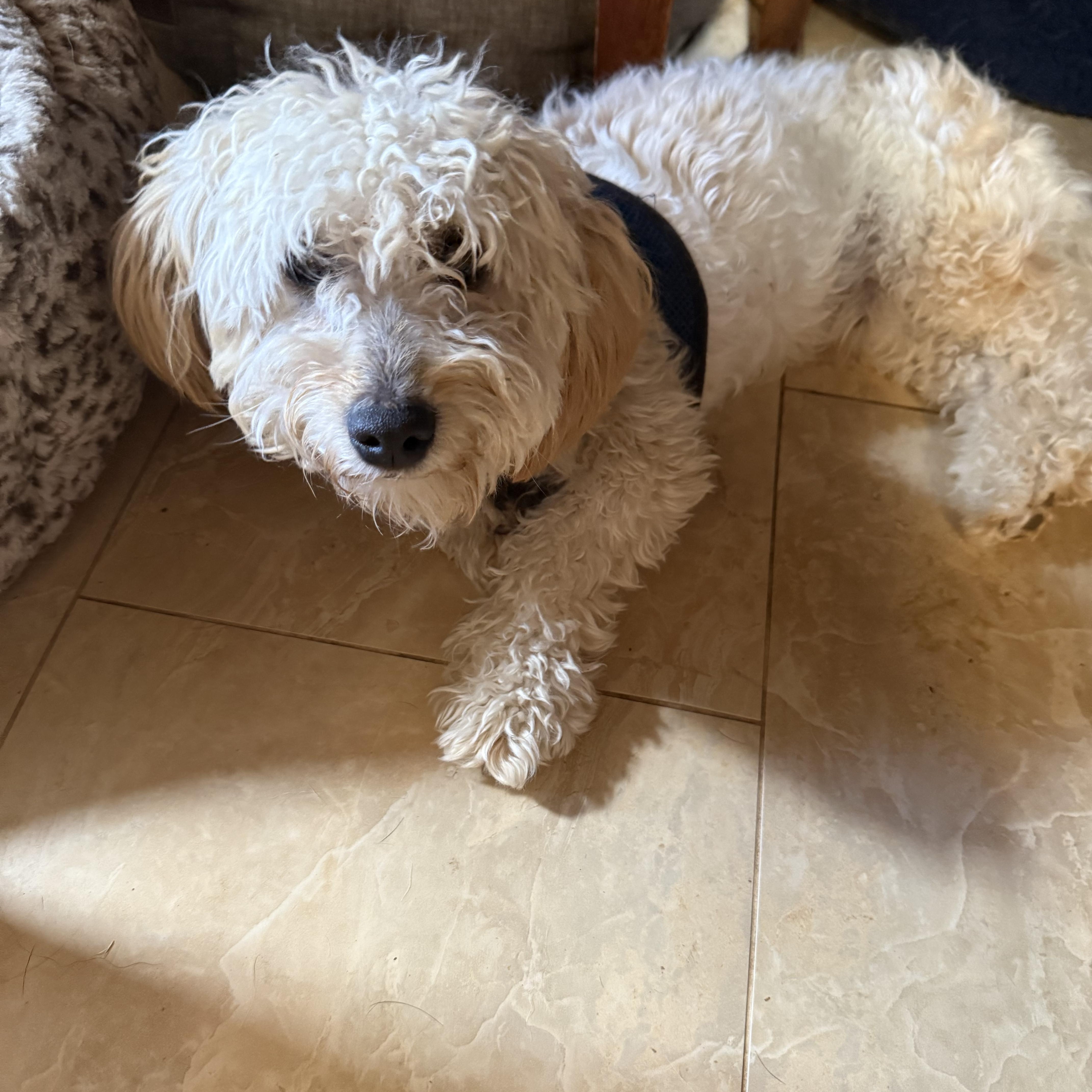 Doggy, a ADOPTABLE Bichon Frise in Tucson, AZ image 1/2