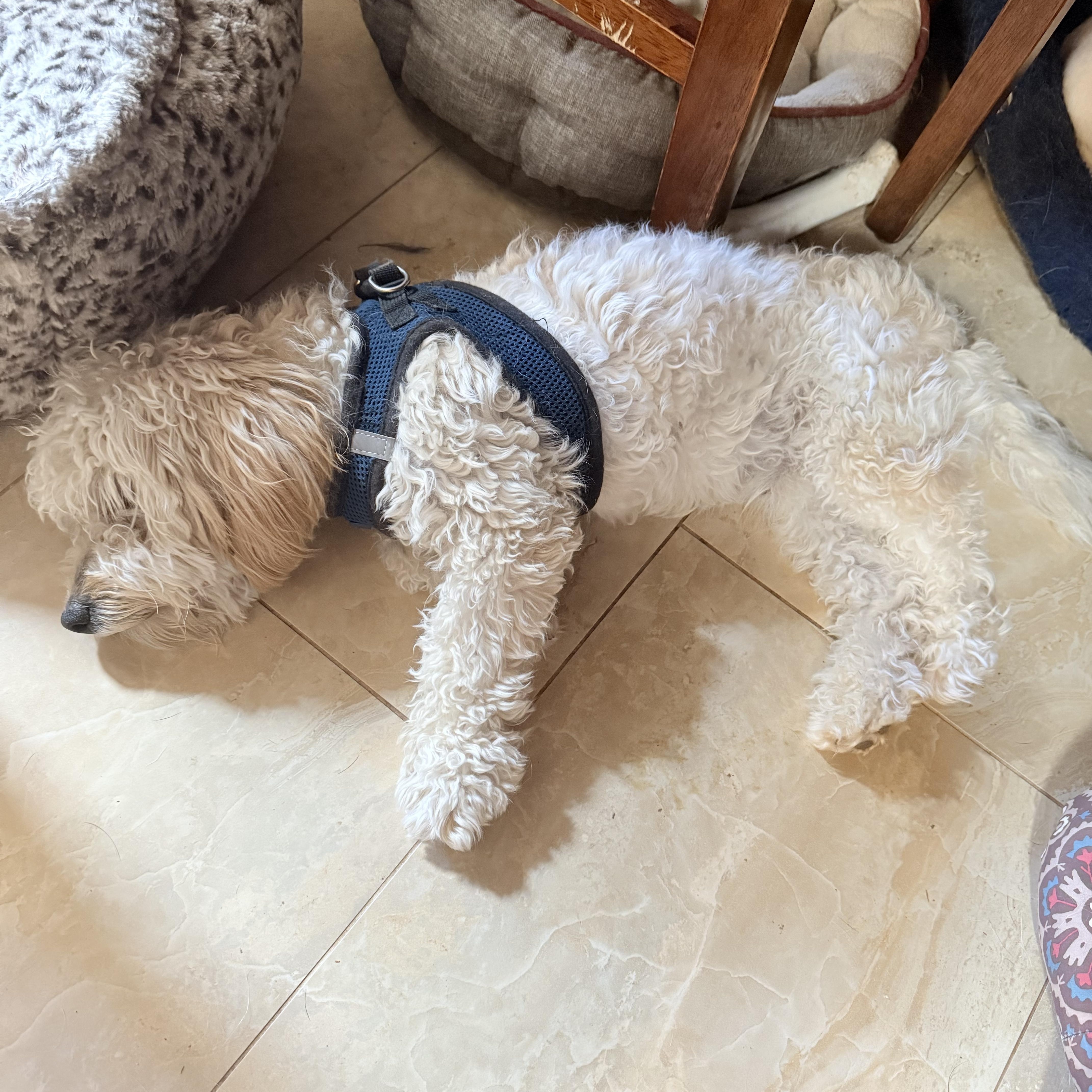 Doggy, a ADOPTABLE Bichon Frise in Tucson, AZ image 2/2