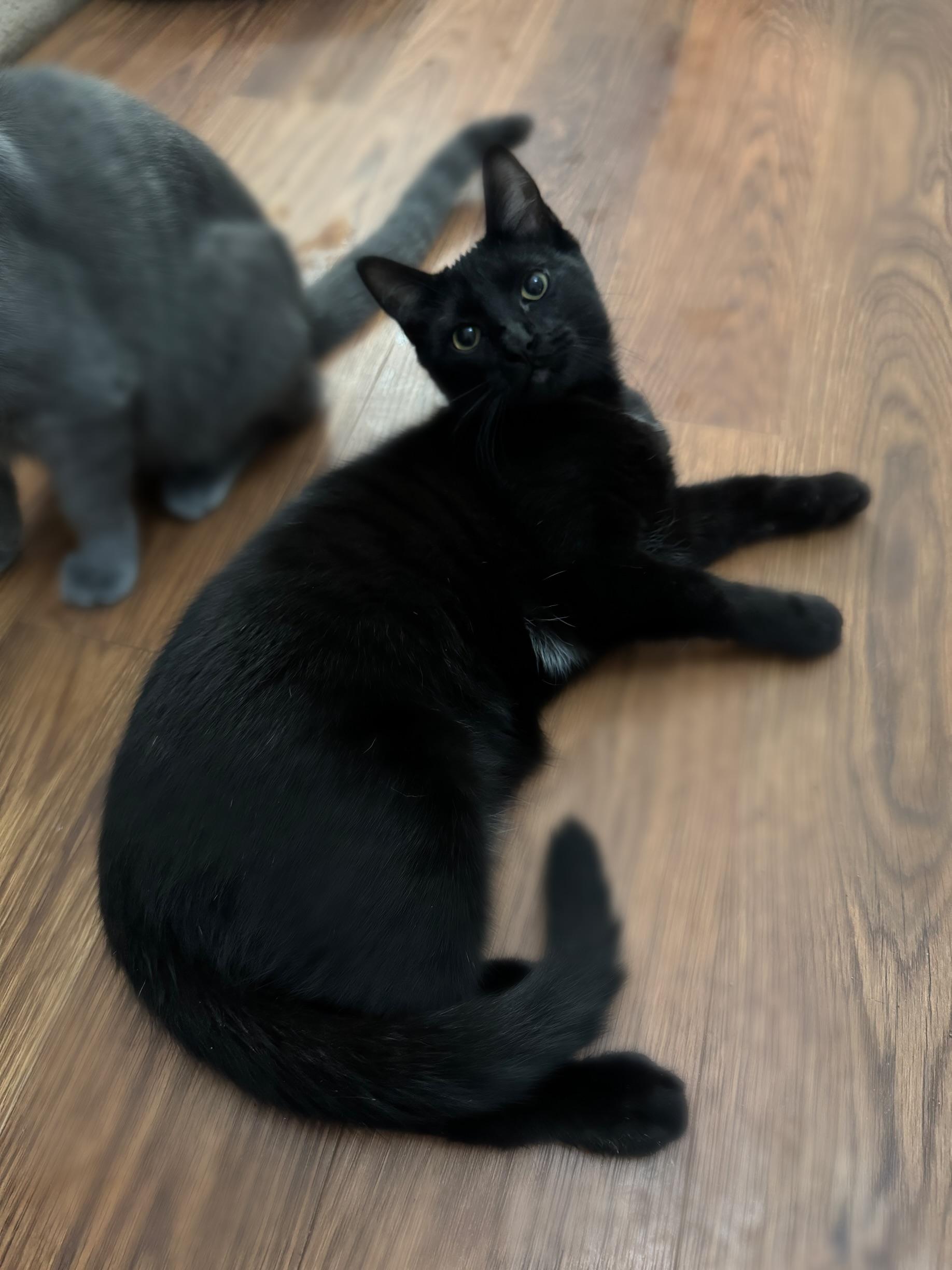 Spike, Adoptable, Young Male Domestic Short Hair.