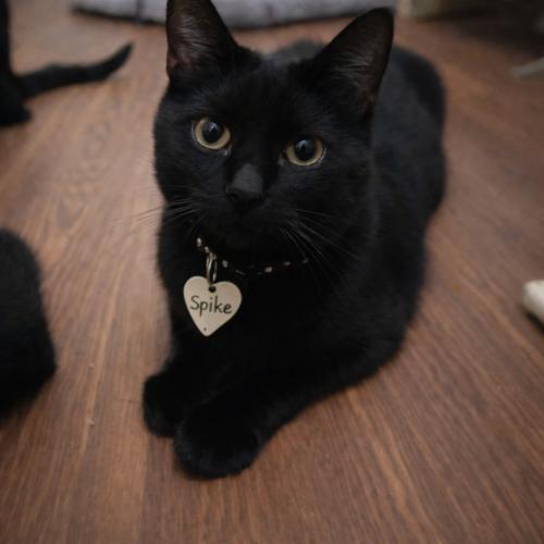 Spike, Adoptable, Kitten Male Domestic Short Hair.