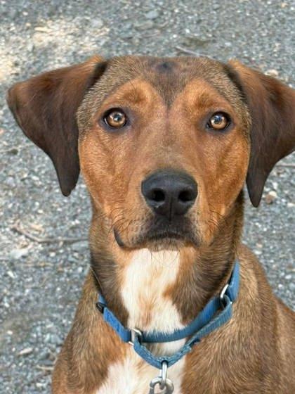 Dune Buggy, Adoptable, Adult Male Mixed Breed.