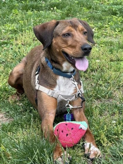 Dune Buggy, a Adoptable Mixed Breed in Fairfax, VA image 2/3