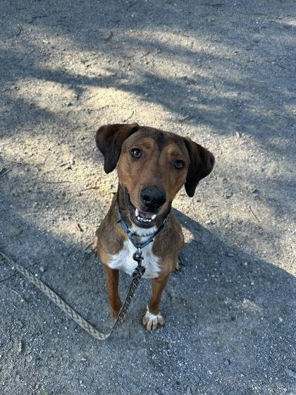 Dune Buggy, a Adoptable Mixed Breed in Fairfax, VA image 3/3