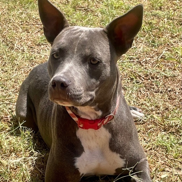 Enlarge Lacey, a Adoptable mixed breed in Toms River, NJ image 1/10
