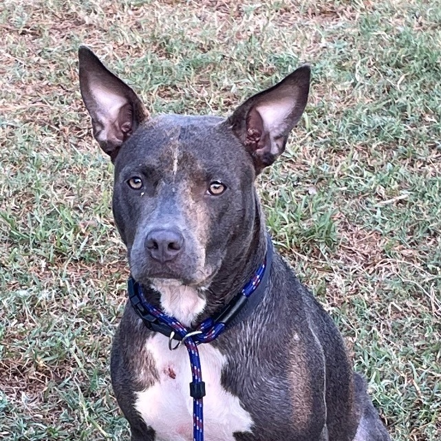 Enlarge Lacey, a Adoptable mixed breed in Toms River, NJ image 2/10