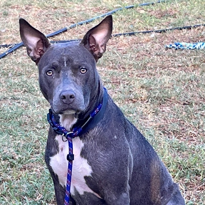 Enlarge Lacey, a Adoptable mixed breed in Toms River, NJ image 4/10