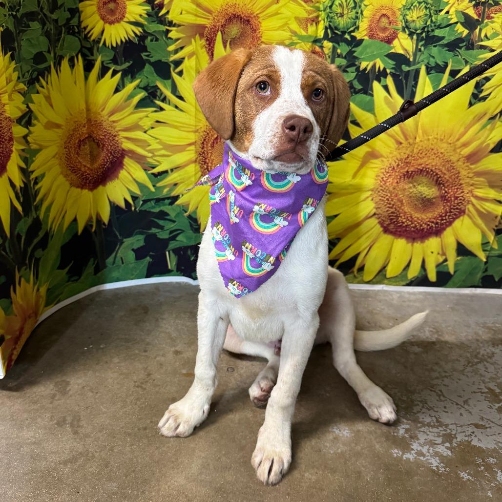 Cheese, Adoptable, Puppy Male Hound & Terrier.