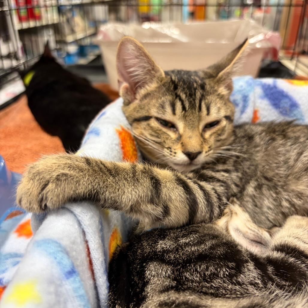 Enlarge Hermeowie adopt with Harry Pawter, a Adoptable Domestic Short Hair in Fayetteville, GA image 1/4