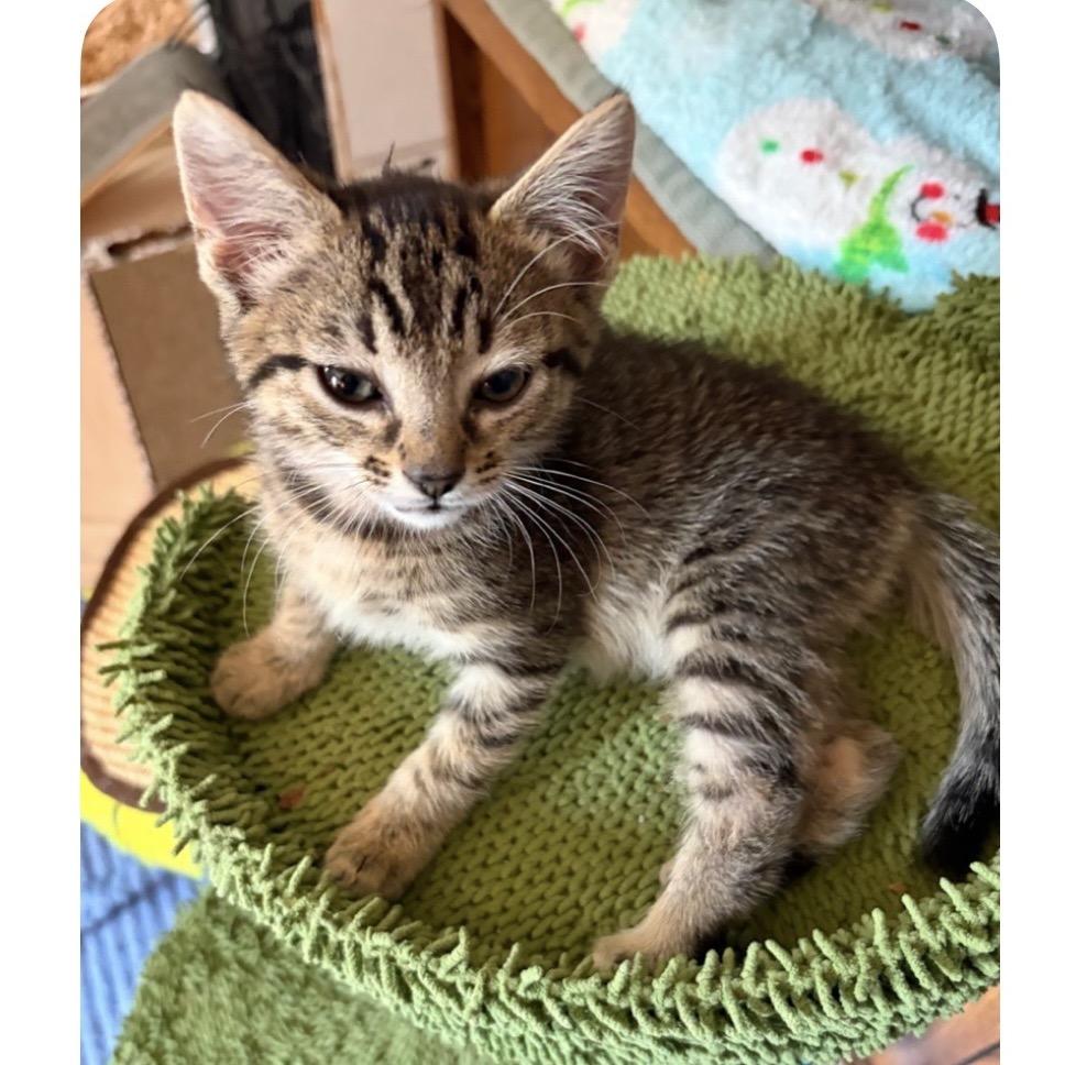 Enlarge Hermeowie adopt with Harry Pawter, a Adoptable Domestic Short Hair in Fayetteville, GA image 2/4