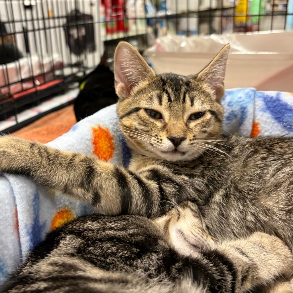 Enlarge Hermeowie adopt with Harry Pawter, a Adoptable Domestic Short Hair in Fayetteville, GA image 3/4