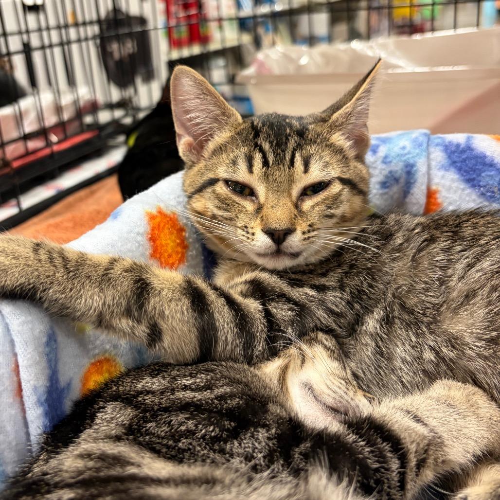 Enlarge Hermeowie adopt with Harry Pawter, a Adoptable Domestic Short Hair in Fayetteville, GA image 4/4