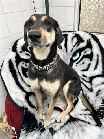 BELLZ, Adoptable, Adult Female German Shepherd Dog & Mixed Breed.