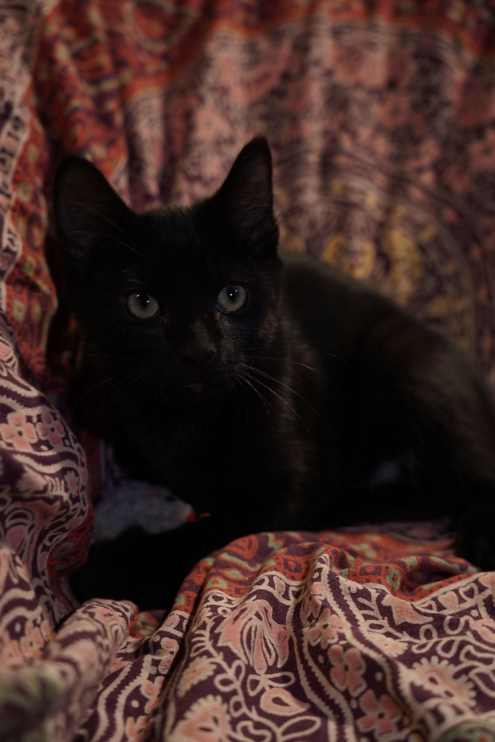 Uncle Fester thumbnail 3