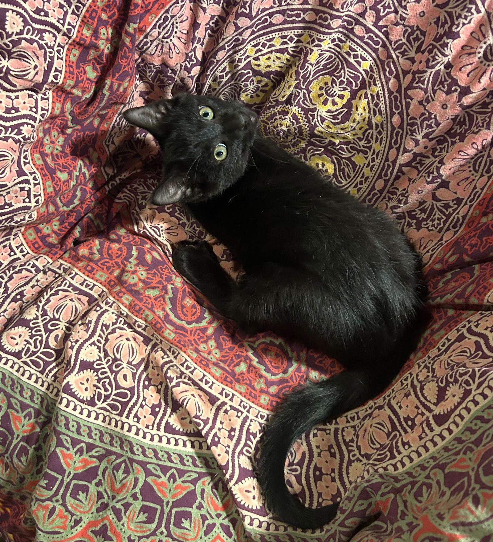 Uncle Fester thumbnail 4